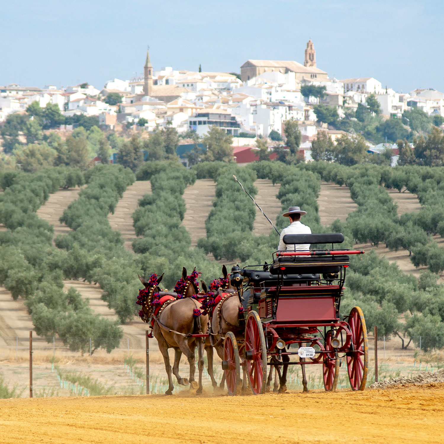 Paseos en coche de caballos por mar de olivos