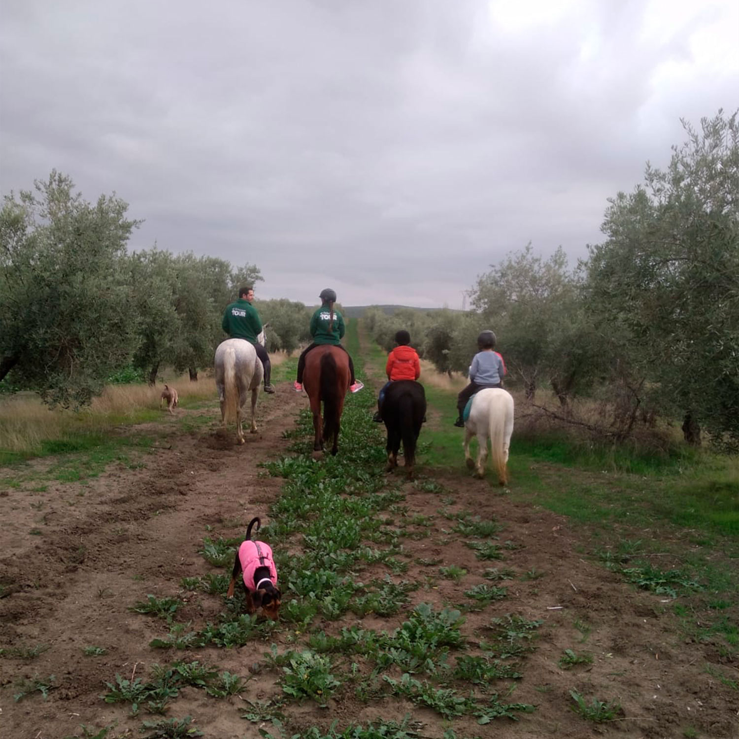 Paseos a caballo por el campo